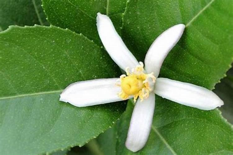 在柠檬树开花的时候,可以用磷酸二氢钾做肥料吗？。