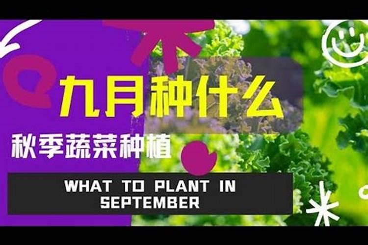 叶面肥有哪些牌子 排行榜都有哪些上榜