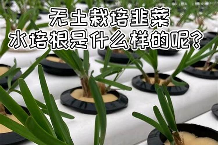 种韭菜用什么肥料长得好