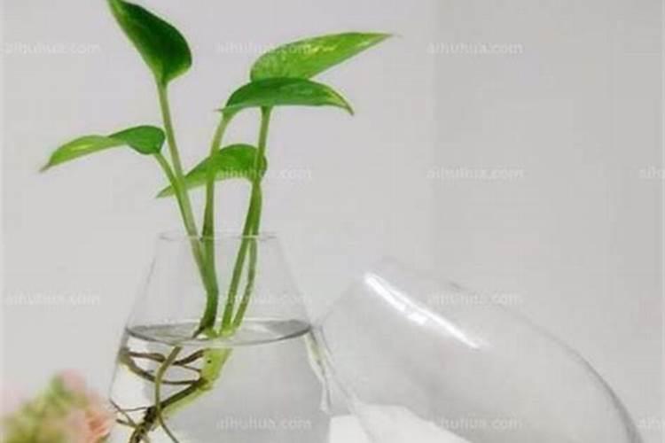 水培绿萝用什么肥料