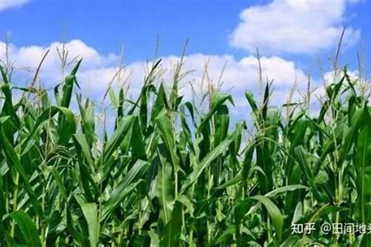碱性地种玉米施用尿素的方法