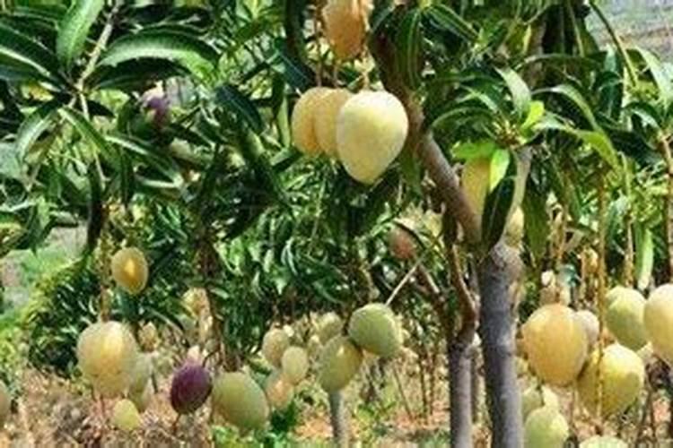 芒果树用什么肥料最好