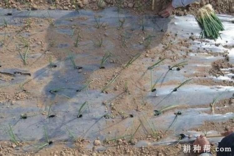 洋葱磷钾肥怎么施用