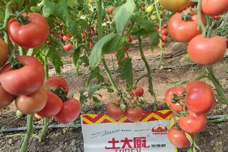 西红柿打顶后叶子有点卷怎么回事？