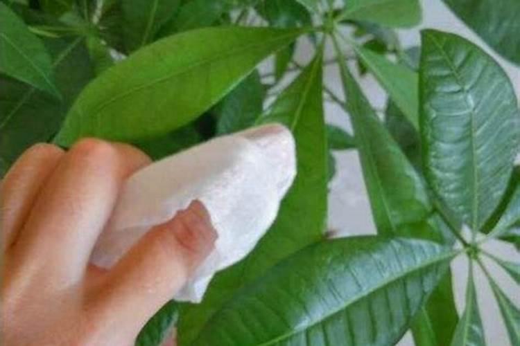 叶子上的灰尘怎么去掉 如何去除叶子上的灰尘