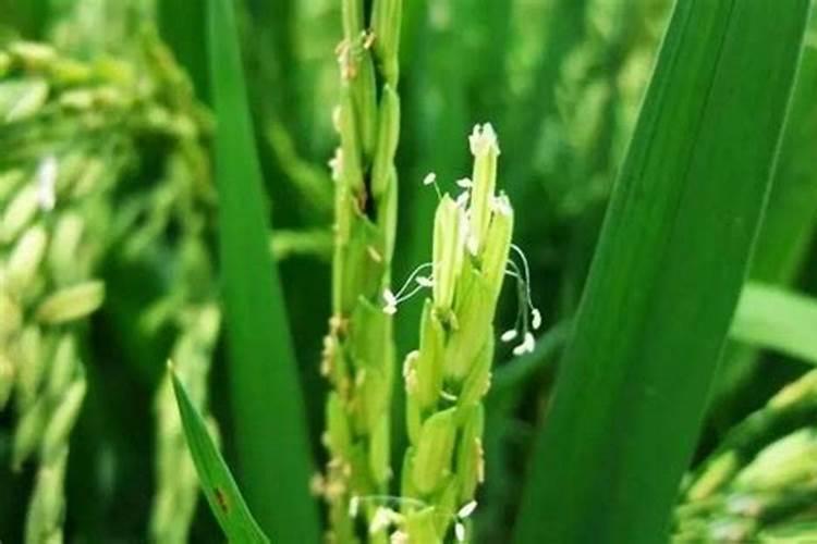 水稻抽穗扬花期管理 怎么养殖比较好