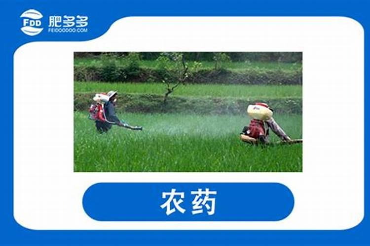 菜农朋友很重视钙肥使用,但是为何还缺钙？