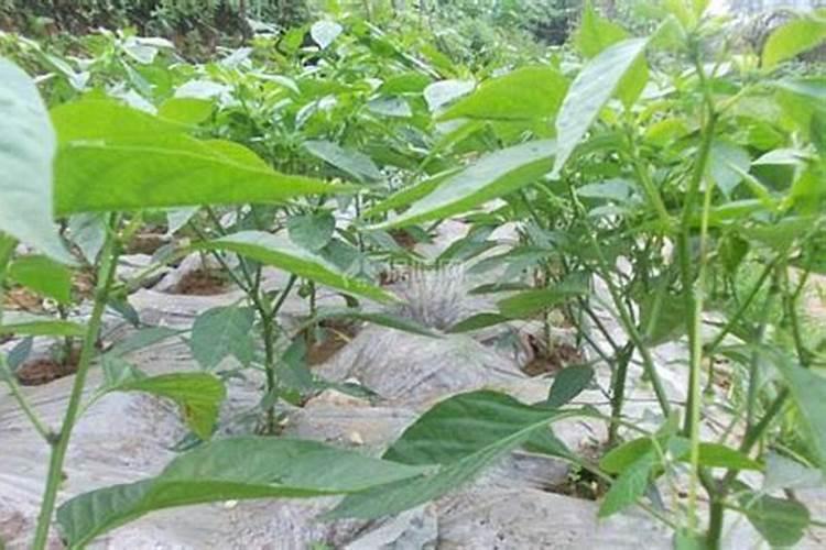 辣椒反季节种植技术 附施肥方案
