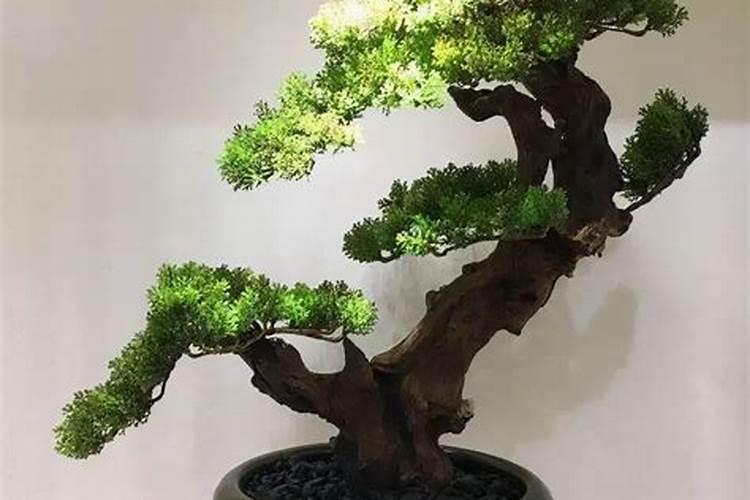 迎客松具体怎么养