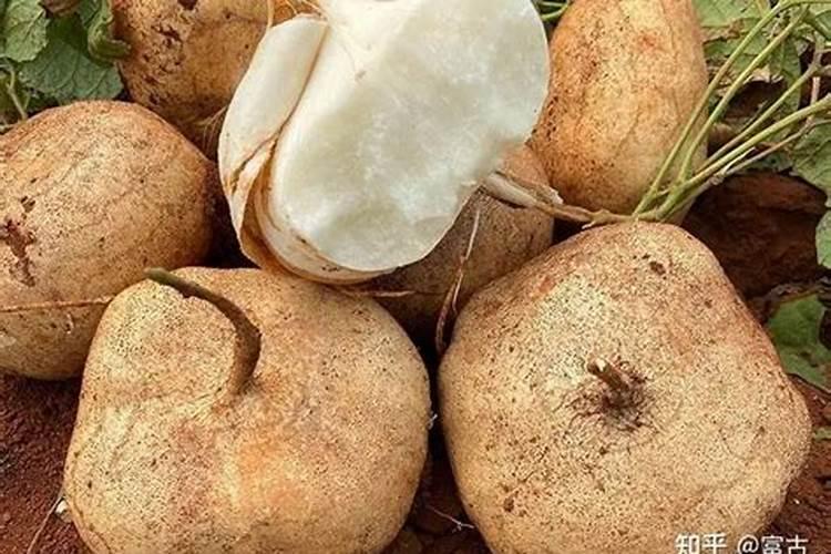 凉薯什么时候种植最好