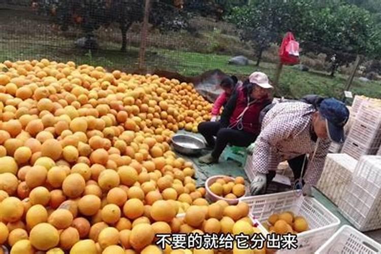 六七月份的脐橙,应该怎么进行管理呢？