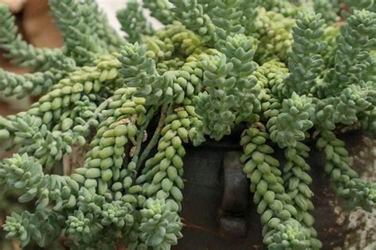 新玉缀的养殖方法:不要经常触碰,除夏天外其他季节要少浇水