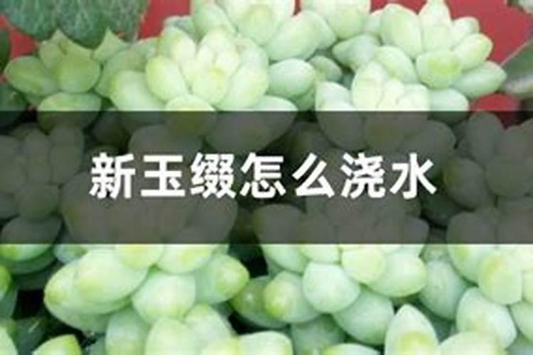 玉坠锦多肉的养殖方法