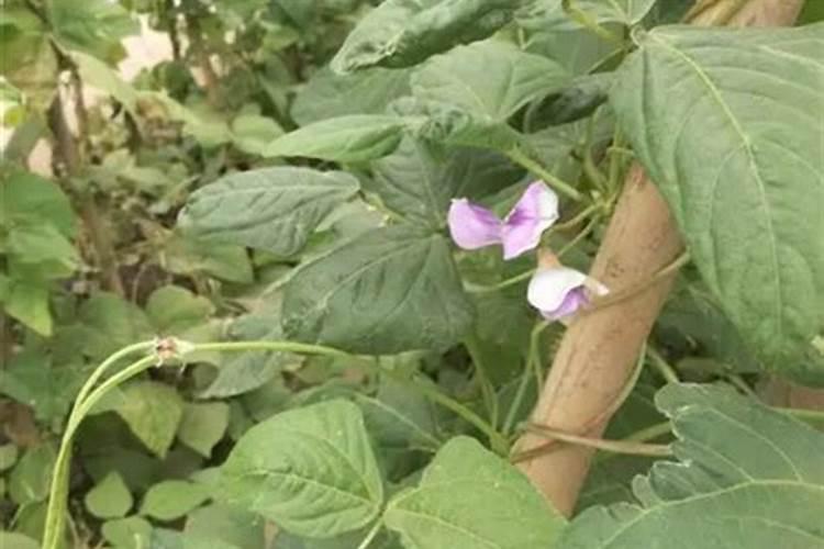 怎样种豇豆才能够产啊？