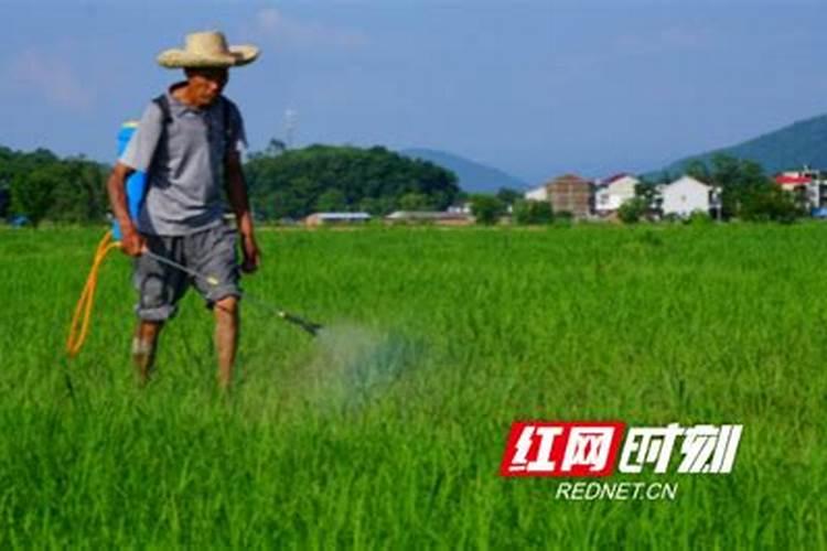 农村种植水稻,钾肥对水稻有什么作用呢？