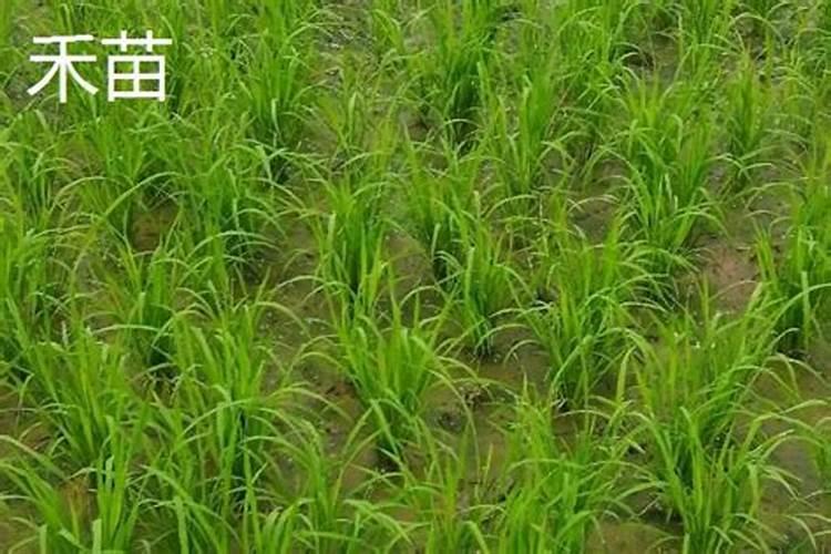 请问各位专家这禾苗是什么病？有得治吗？