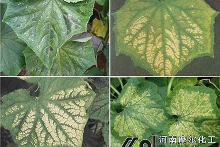 大棚的黄瓜几天施肥一次？