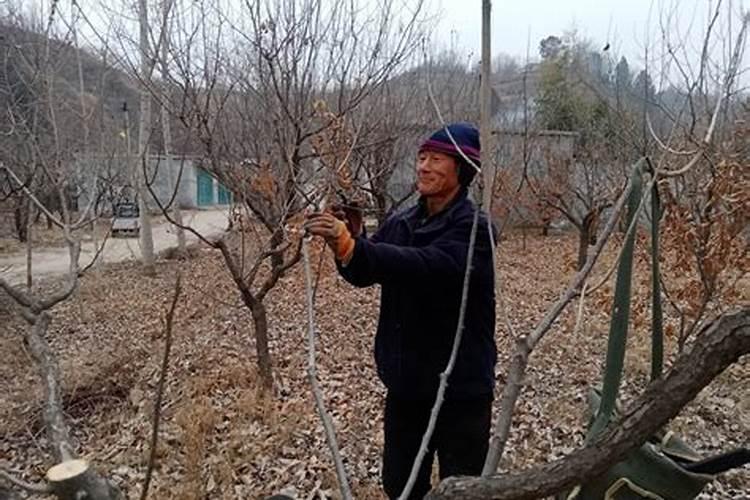 板栗树怎样施肥效果最好(板栗采收后施什么肥高产)