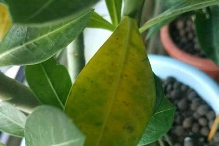 水稻施什么肥料最好