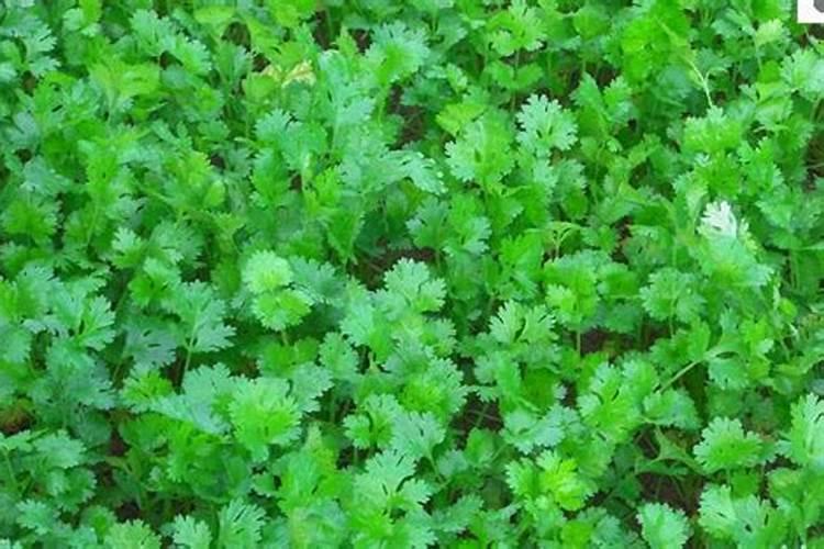 夏季香菜高产养殖方法
