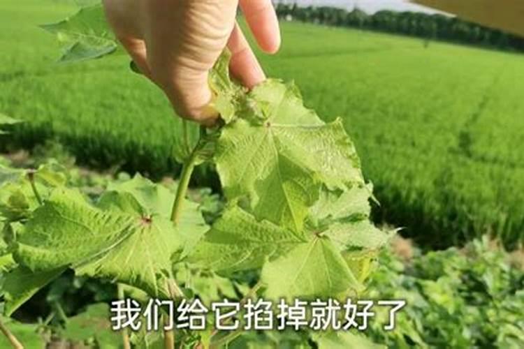 请教老师黄瓜瓜头黄、花瓜,瓜条短,怎么回事？
