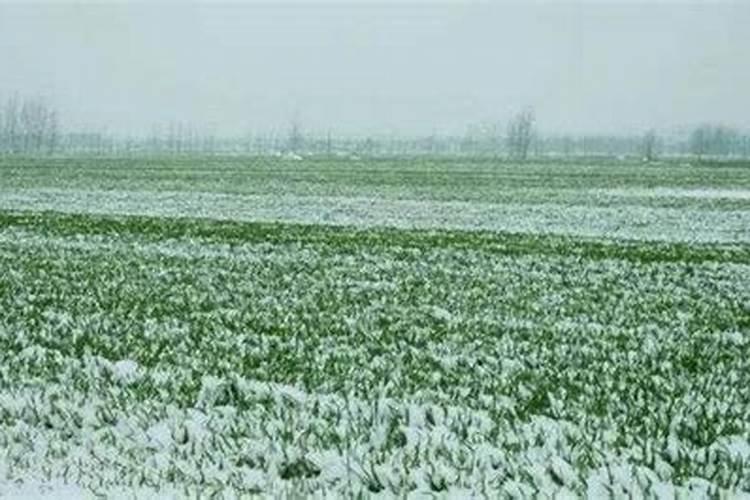 阳光玫瑰葡萄用羊粪做冬肥可以吗？