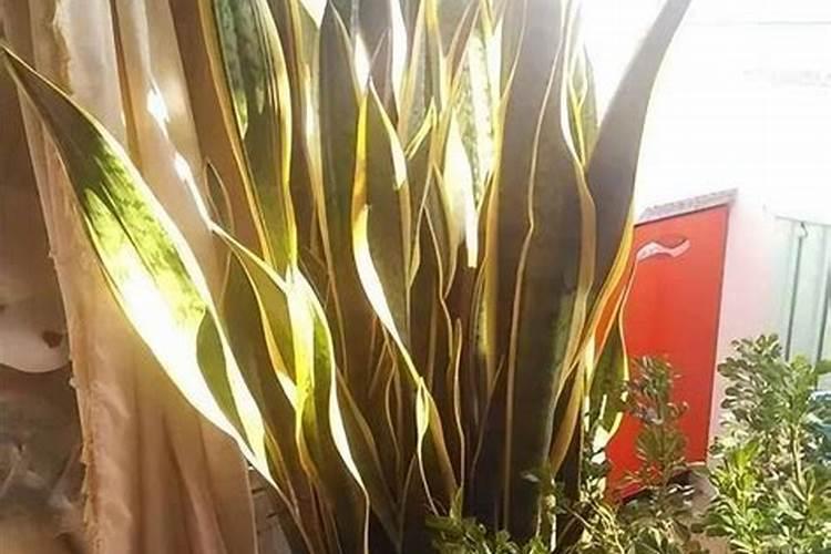 金边虎皮兰怎么养家庭养法