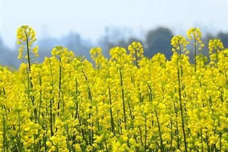 油菜施腊肥最佳时间