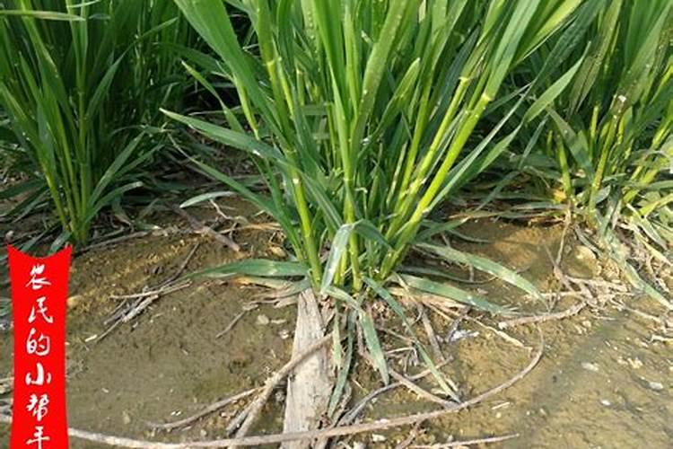 荷兰兰登水溶肥是真进口