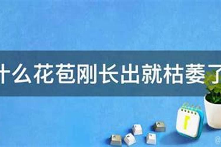 月季长花苞后怎么施肥