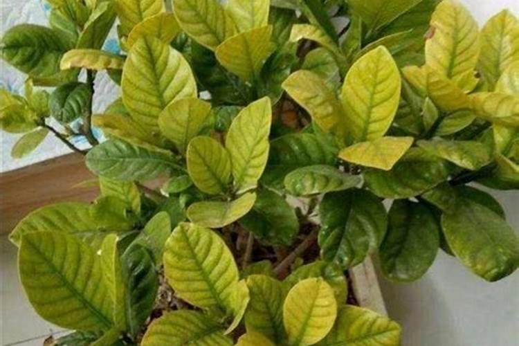 茉莉花花期可以喷洒叶面肥和防止虫害的药吗