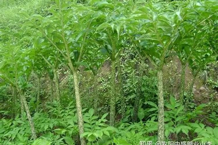 魔芋种植要用什么肥料不会烂？