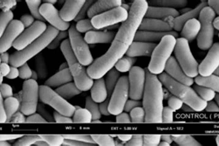 牛奶发酵后是什么肥