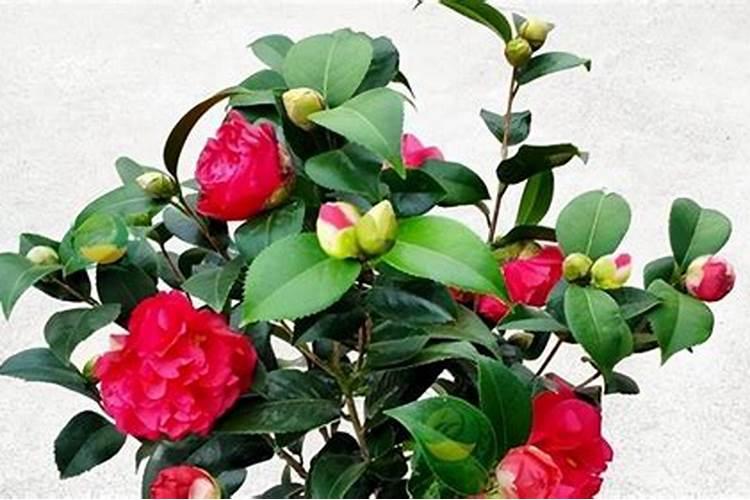 牡丹花多久施一次肥 牡丹花施肥时间和方法