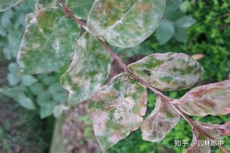 药用植物苦瓜白粉病发病条件
