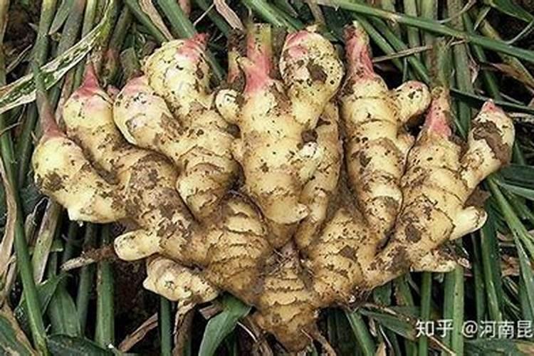水溶肥灌根使用方法
