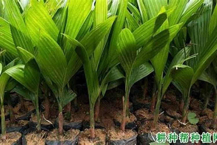 槟榔施什么钾肥才能达到高产