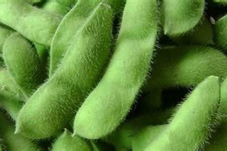种植毛豆需要施什么肥 一起来看下吧
