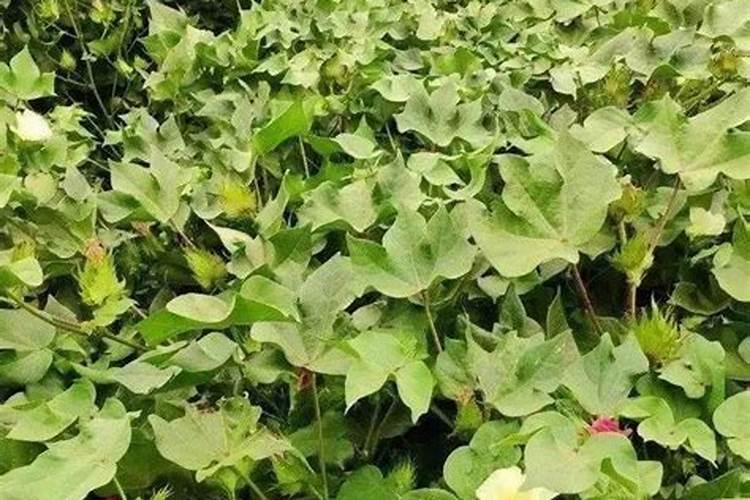 植物施不同的肥稍过量有什么结果