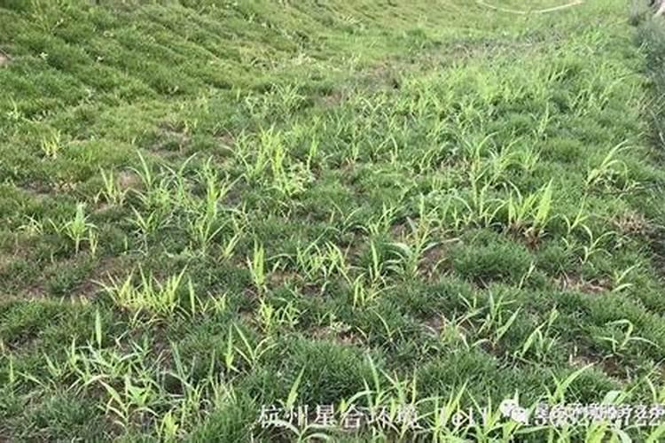 草地早熟禾的养护管理