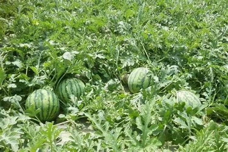 西瓜种植用什么肥料