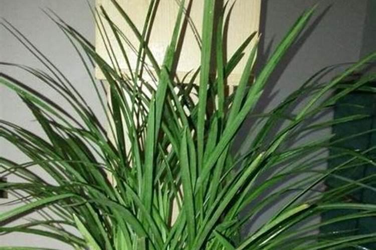 刚换过土的兰种植物能加肥么？