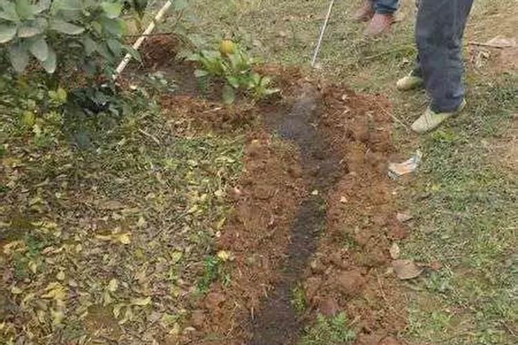 怎样正确地施用硼肥？