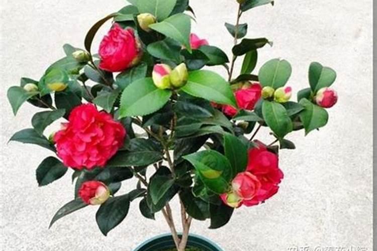 茶花有花苞后怎么施肥