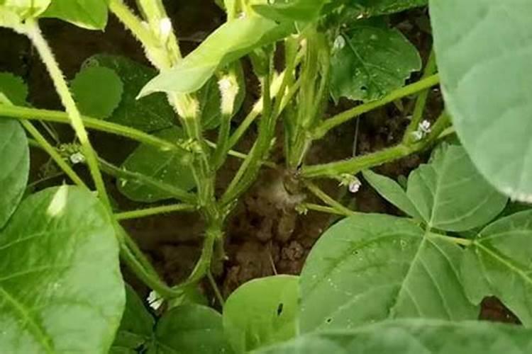 黄豆开花期需要施什么肥 什么时候施肥能高产