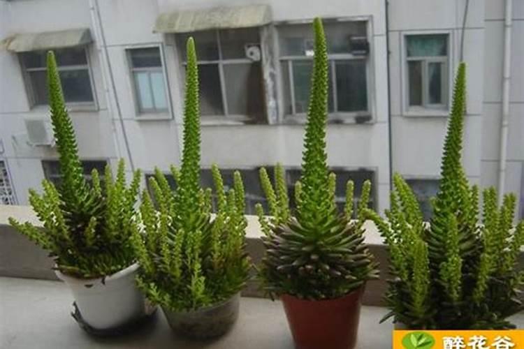 松花菜定植后,对肥水的要求都有哪些呢？