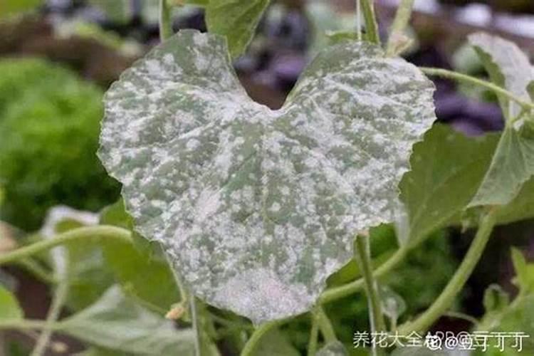 长寿花为什么得白粉病？