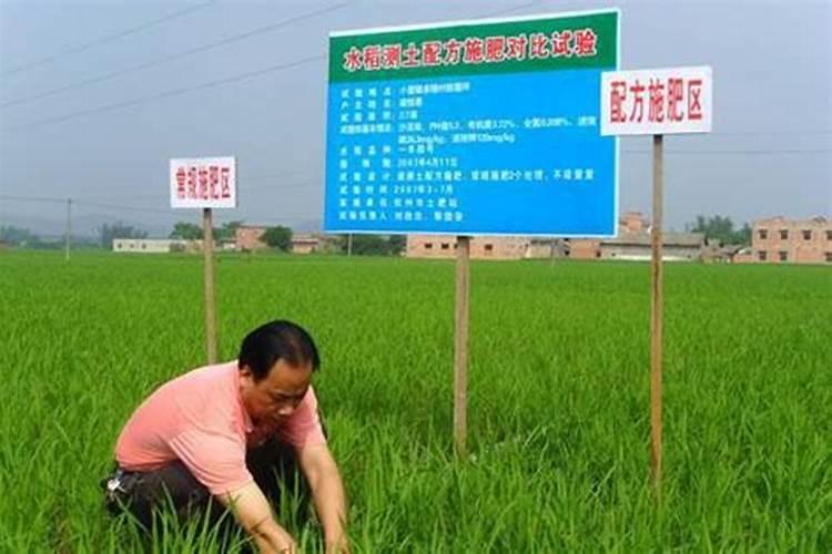 控释肥在直播田的使用方法