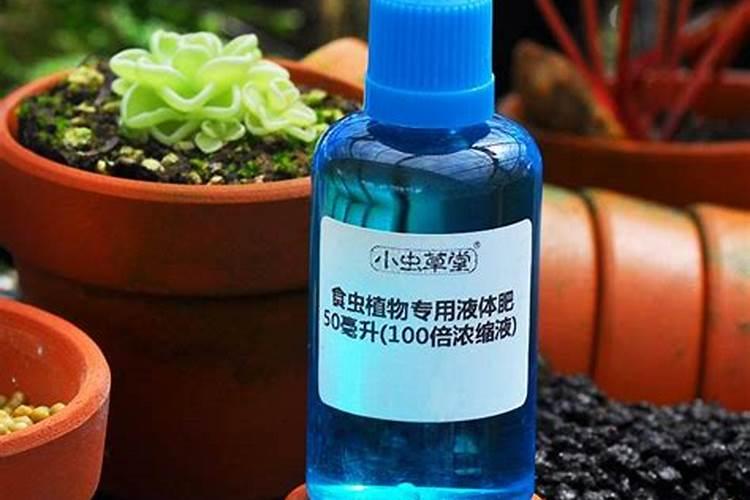 捕蝇草适合什么环境