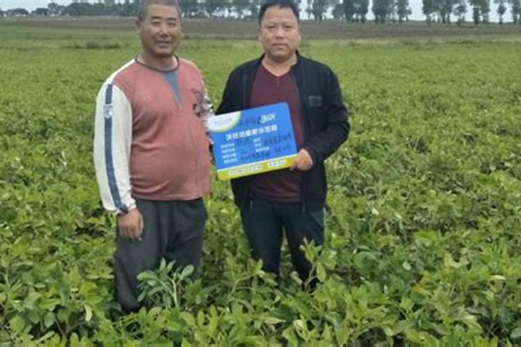 谷子叶面肥啥时候喷好 用什么叶面肥增产
